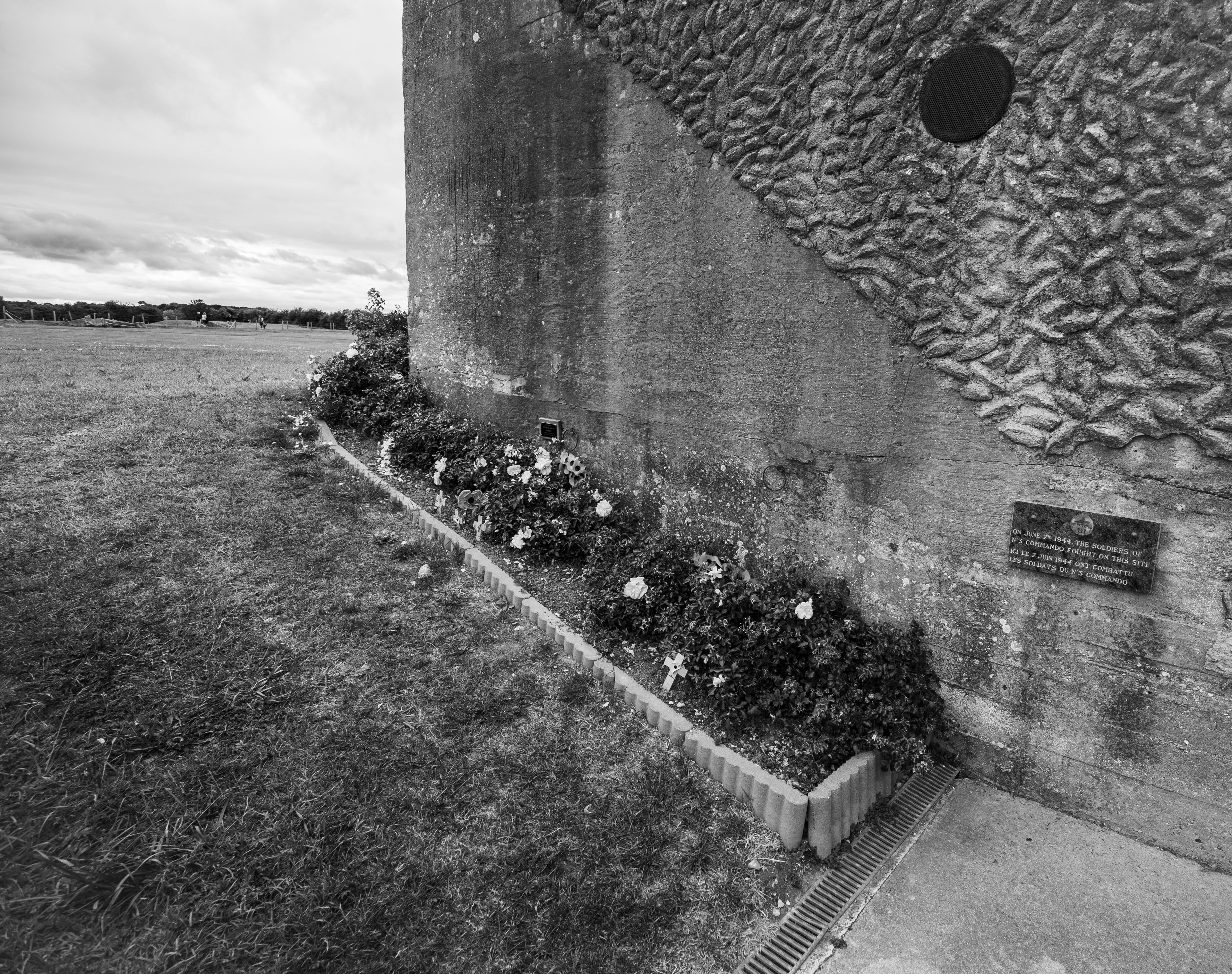Roses planted along the base of a textured concrete casemate wall at the Merville Battery, Normandy